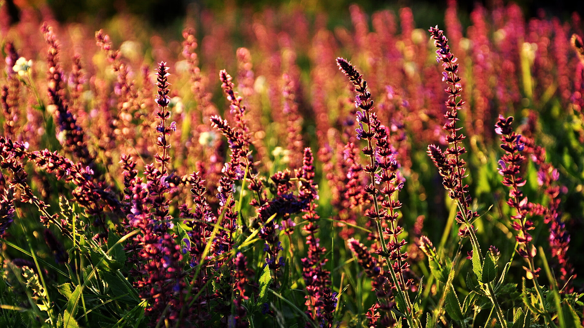 英超利物浦宣布主帅续约五年,英超利物浦主教练是谁