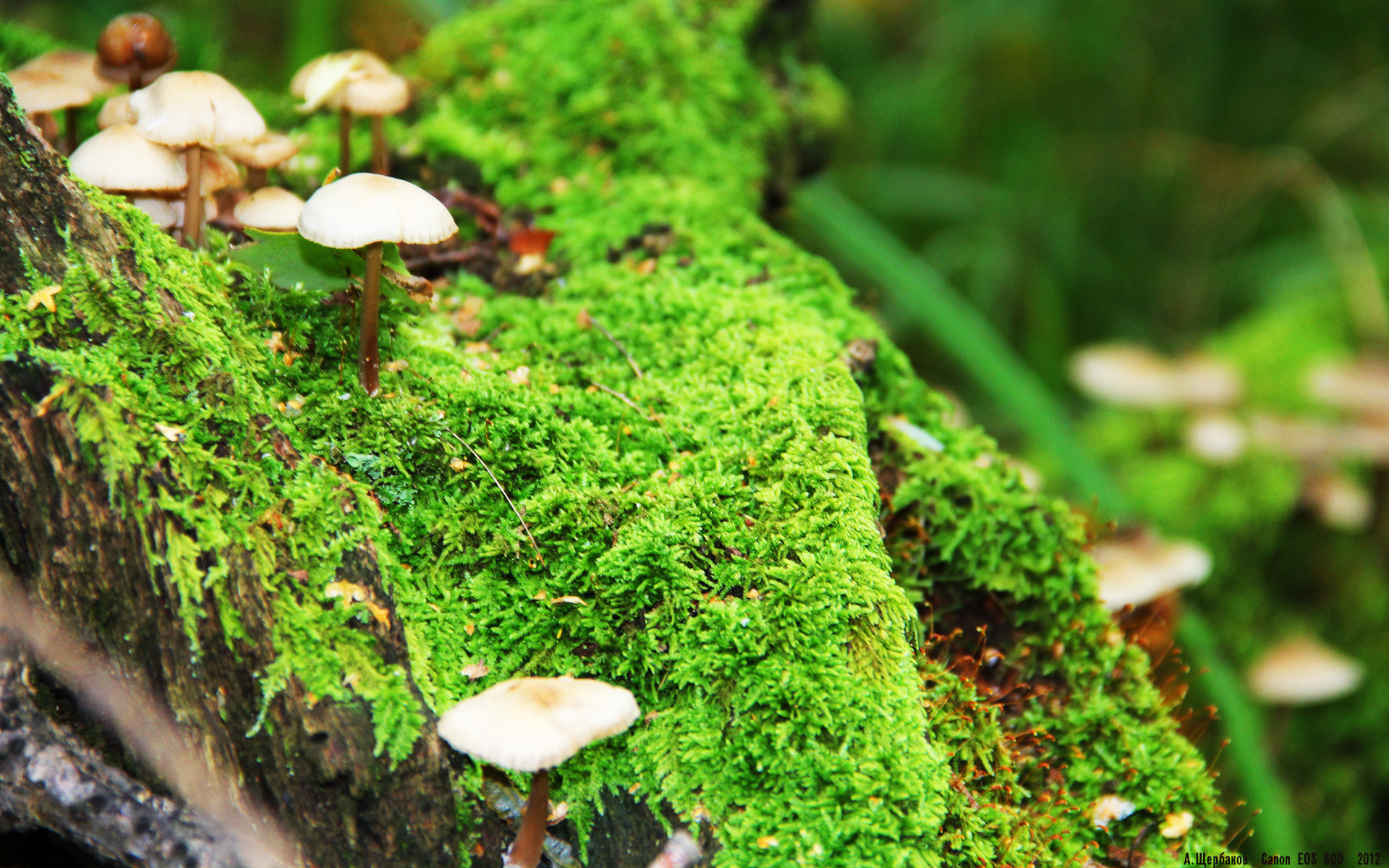 开云娱乐-国际篮球日活动扩展至社区，草根参与度显著提升，国际篮球日简介