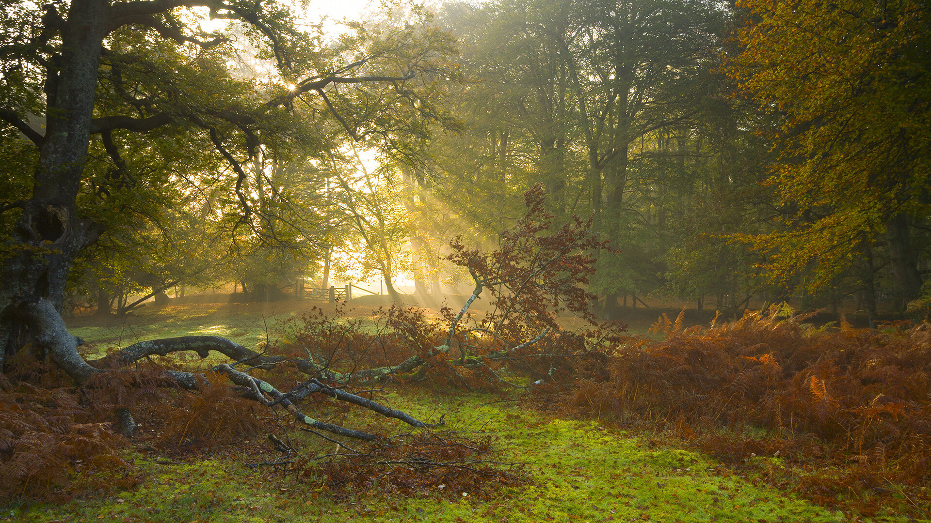 德甲青年球员成长路径探讨,德甲最年轻出场记录